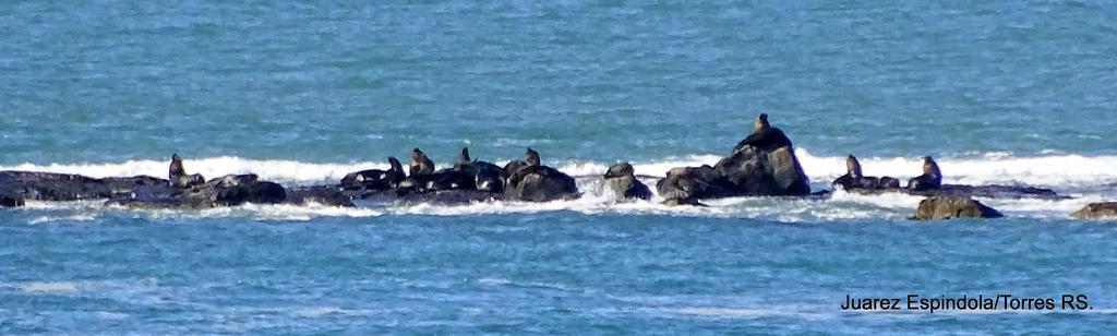 Pousada Recanto Da Prainha Torres Dış mekan fotoğraf